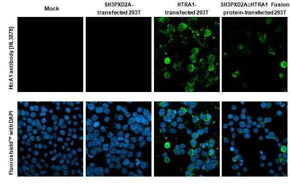 Immunocytochemistry/ Immunofluorescence - Anti-HtrA1 antibody [HL3878] - BSA and Azide free (AB327514)