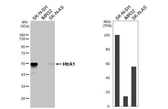 Western blot - Anti-HtrA1 antibody [HL3878] - BSA and Azide free (AB327514)