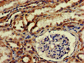 Immunohistochemistry (Formalin/PFA-fixed paraffin-embedded sections) - Anti-HtrA2 / Omi antibody - C-terminal (AB229878)