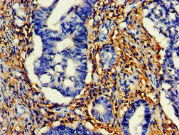 Immunohistochemistry (Formalin/PFA-fixed paraffin-embedded sections) - Anti-HtrA2 / Omi antibody - C-terminal (AB229878)