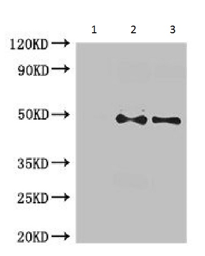 Immunoprecipitation - Anti-HtrA2 / Omi antibody - C-terminal (AB229878), expandable thumbnail