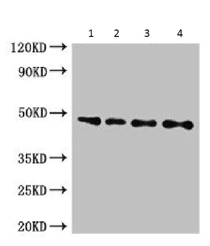 Western blot - Anti-HtrA2 / Omi antibody - C-terminal (AB229878)