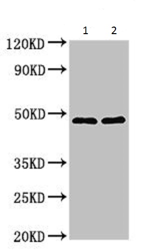 Western blot - Anti-HtrA2 / Omi antibody - C-terminal (AB229878), expandable thumbnail