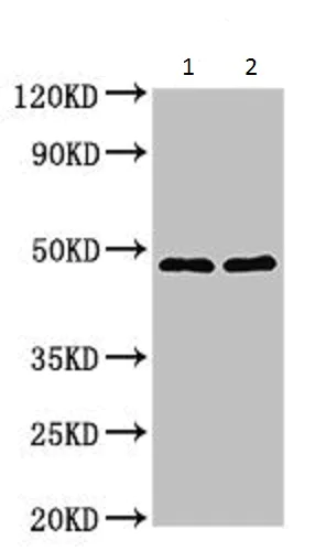 Western blot - Anti-HtrA2 / Omi antibody - C-terminal (AB229878)