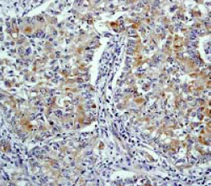 Immunohistochemistry (Formalin/PFA-fixed paraffin-embedded sections) - Anti-HtrA2 / Omi antibody [E55] (AB32092), expandable thumbnail