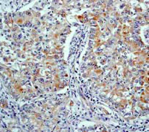 Immunohistochemistry (Formalin/PFA-fixed paraffin-embedded sections) - Anti-HtrA2 / Omi antibody [E55] (AB32092)
