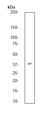 Western blot - Anti-HtrA2 / Omi antibody [E55] - BSA and Azide free (AB247226)