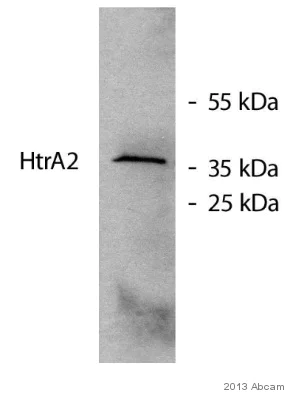 Western blot - Anti-HtrA2 / Omi antibody [EPR22] (AB75982)