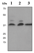 Western blot - Anti-HtrA2 / Omi antibody [EPR22] (AB75982), expandable thumbnail