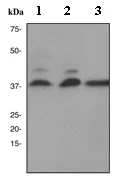 Western blot - Anti-HtrA2 / Omi antibody [EPR22] (AB75982)