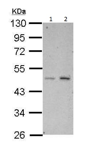 Western blot - Anti-HtrA3 antibody (AB227463), expandable thumbnail