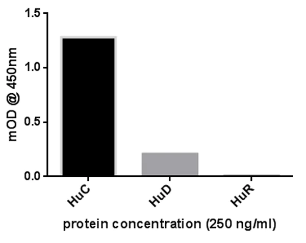 ELISA - Anti-HuB+HuC+HuD antibody [16A11C1D4] (AB176106)