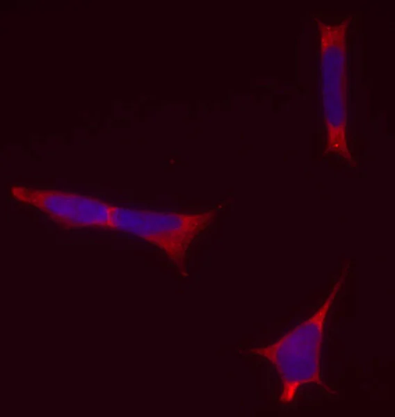 Immunocytochemistry/ Immunofluorescence - Anti-HuB+HuC+HuD antibody [16A11C1D4] (AB176106)