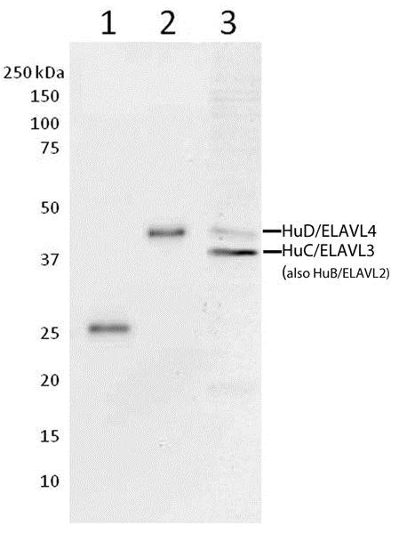 Western blot - Anti-HuB+HuC+HuD antibody [16A11C1D4] (AB176106)
