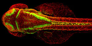 IHC - Wholemount - Anti-HuC/HuD protein antibody (AB210554)