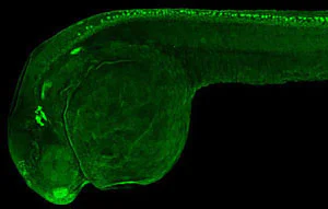 IHC - Wholemount - Anti-HuC/HuD protein antibody (AB210554)