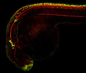 IHC - Wholemount - Anti-HuC/HuD protein antibody (AB210554)