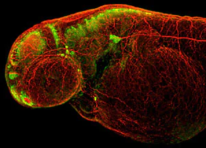 IHC - Wholemount - Anti-HuC/HuD protein antibody (AB210554)