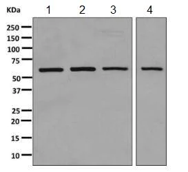 Western blot - Anti-HUCE1 antibody [EPR10645(B)] - BSA and Azide free (AB249234)