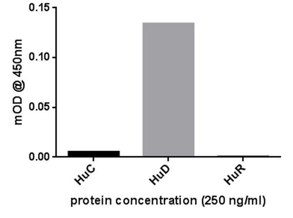 ELISA - Anti-HuD antibody [16C12AA10] (AB171448)