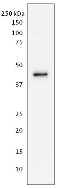 Western blot - Anti-HuD antibody [16C12AA10] (AB171448)