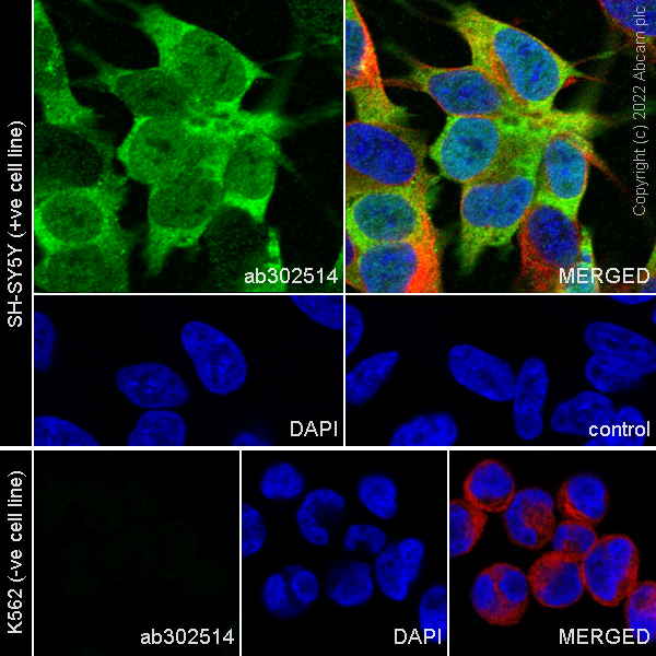 Immunocytochemistry/ Immunofluorescence - Anti-HuD antibody [EPR26472-54] (BSA and Azide free) (AB302515), expandable thumbnail