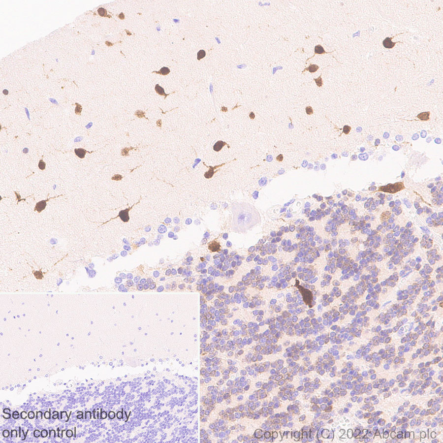 Immunohistochemistry (Formalin/PFA-fixed paraffin-embedded sections) - Anti-HuD antibody [EPR26472-54] (BSA and Azide free) (ab302515), expandable thumbnail