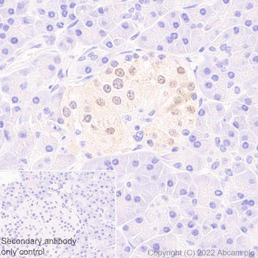 Immunohistochemistry (Formalin/PFA-fixed paraffin-embedded sections) - Anti-HuD antibody [EPR26472-54] (BSA and Azide free) (ab302515), expandable thumbnail