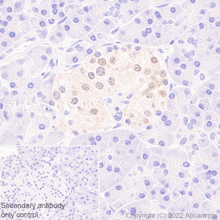 Immunohistochemistry (Formalin/PFA-fixed paraffin-embedded sections) - Anti-HuD antibody [EPR26472-54] (BSA and Azide free) (AB302515)