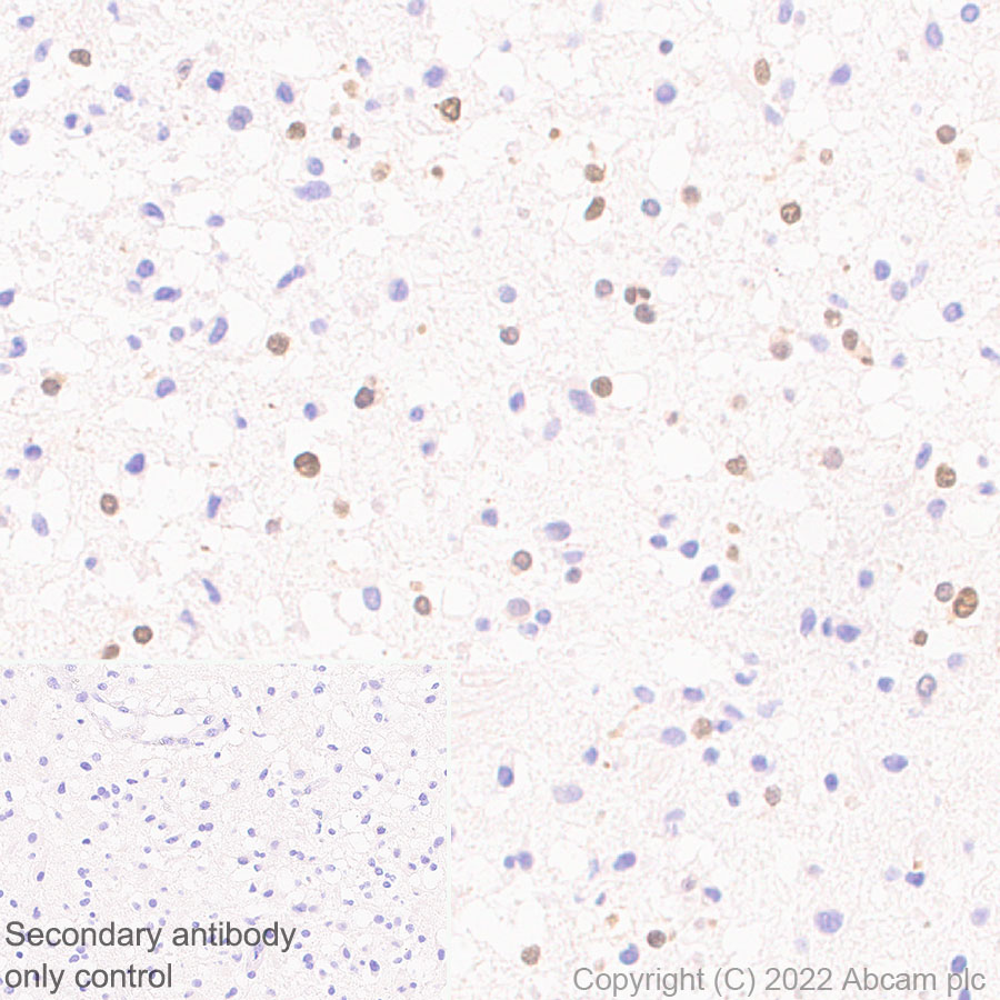 Immunohistochemistry (Formalin/PFA-fixed paraffin-embedded sections) - Anti-HuD antibody [EPR26472-54] (BSA and Azide free) (AB302515), expandable thumbnail