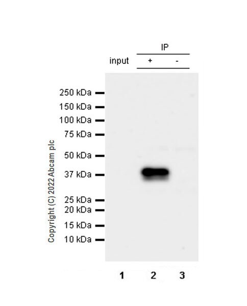 Immunoprecipitation - Anti-HuD antibody [EPR26472-54] (BSA and Azide free) (AB302515), expandable thumbnail