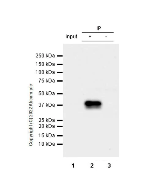 Immunoprecipitation - Anti-HuD antibody [EPR26472-54] (BSA and Azide free) (AB302515)