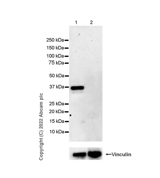 Western blot - Anti-HuD antibody [EPR26472-54] (BSA and Azide free) (AB302515)