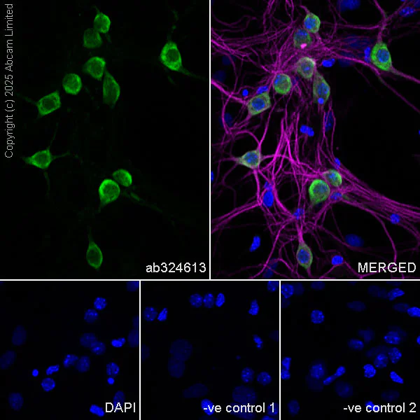 Immunocytochemistry/ Immunofluorescence - Anti-HuD antibody [EPR29580-516] (AB324613)