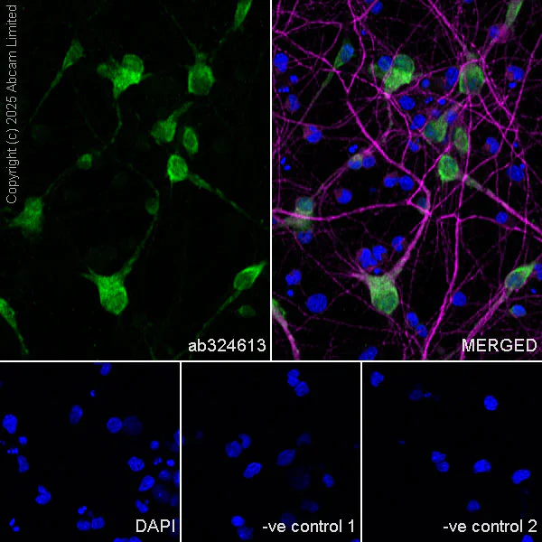 Immunocytochemistry/ Immunofluorescence - Anti-HuD antibody [EPR29580-516] (AB324613)
