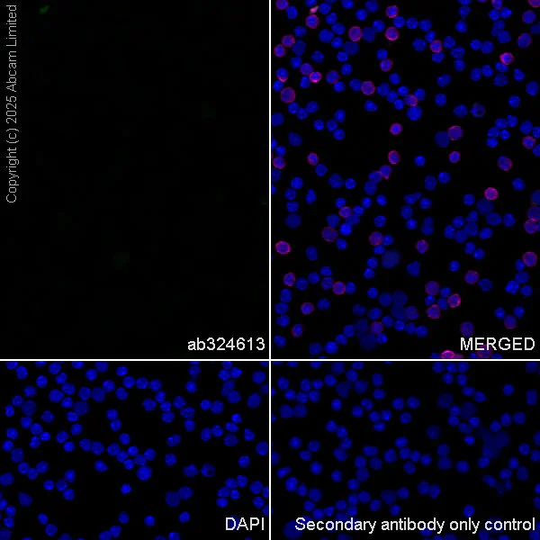 Immunocytochemistry/ Immunofluorescence - Anti-HuD antibody [EPR29580-516] (AB324613)