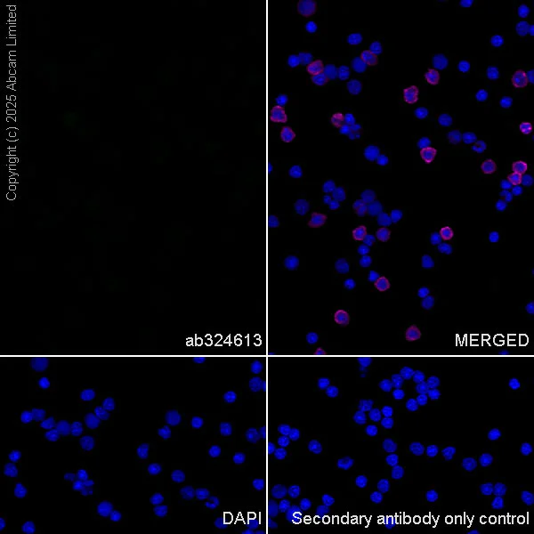 Immunocytochemistry/ Immunofluorescence - Anti-HuD antibody [EPR29580-516] (AB324613)