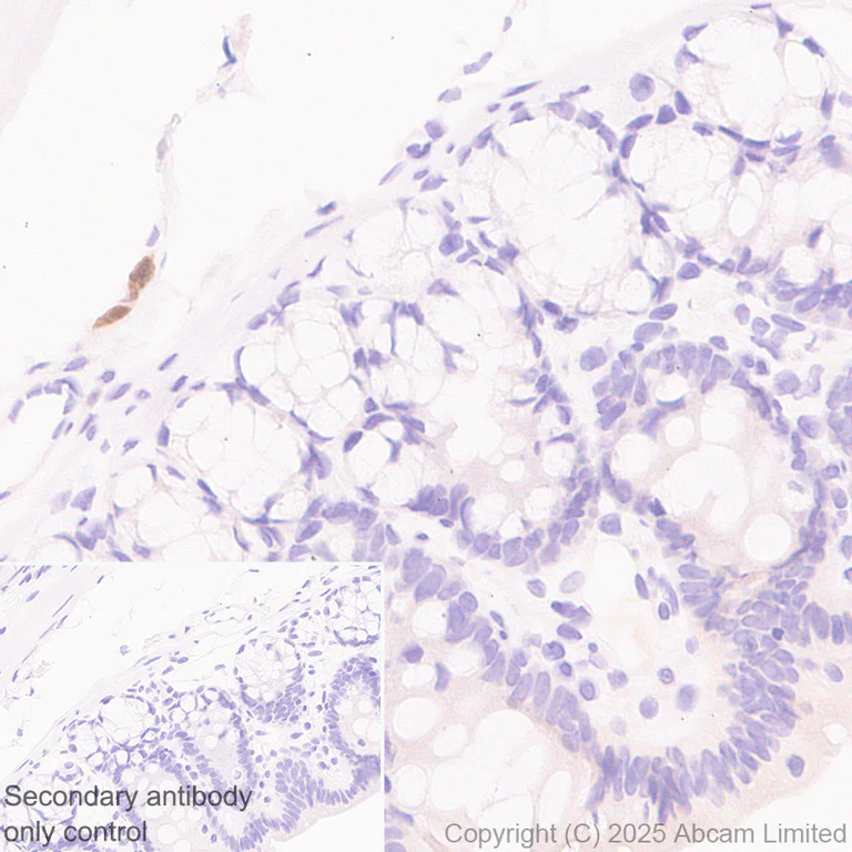 Immunohistochemistry (Formalin/PFA-fixed paraffin-embedded sections) - Anti-HuD antibody [EPR29580-516] (AB324613)