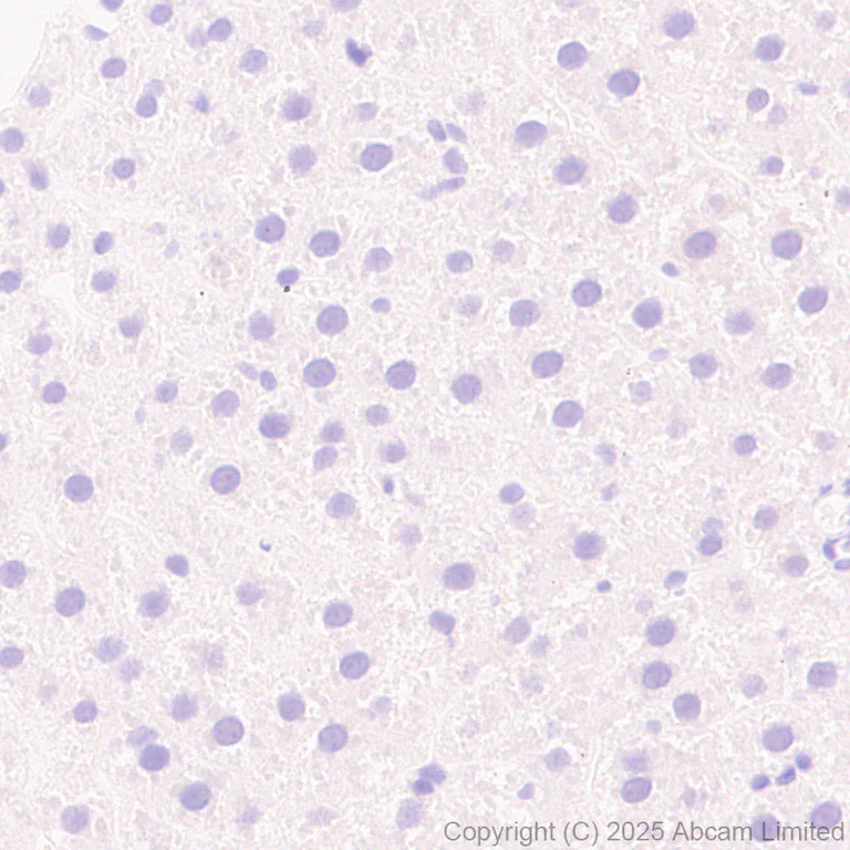 Immunohistochemistry (Formalin/PFA-fixed paraffin-embedded sections) - Anti-HuD antibody [EPR29580-516] (AB324613)