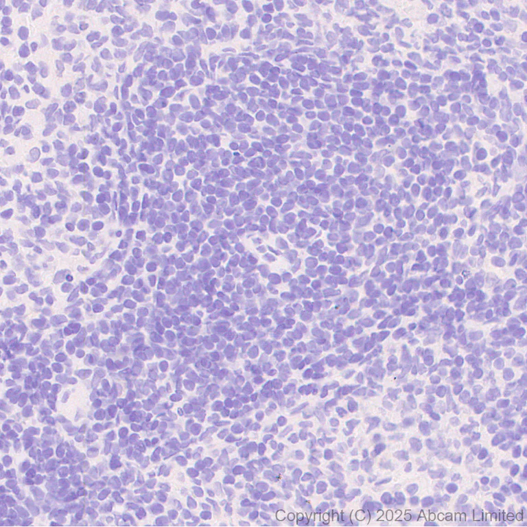 Immunohistochemistry (Formalin/PFA-fixed paraffin-embedded sections) - Anti-HuD antibody [EPR29580-516] (AB324613)