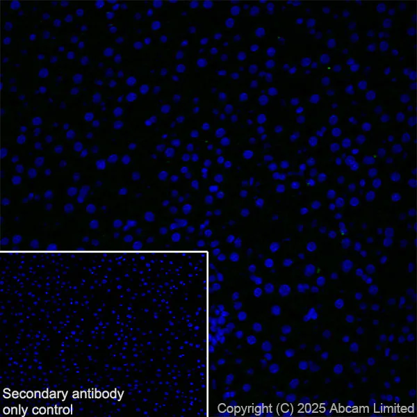 Immunohistochemistry (Frozen sections) - Anti-HuD antibody [EPR29580-516] (AB324613)