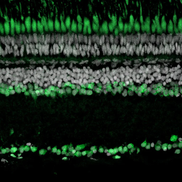 Immunohistochemistry (Frozen sections) - Anti-HuD antibody [EPR29580-516] (AB324613)
