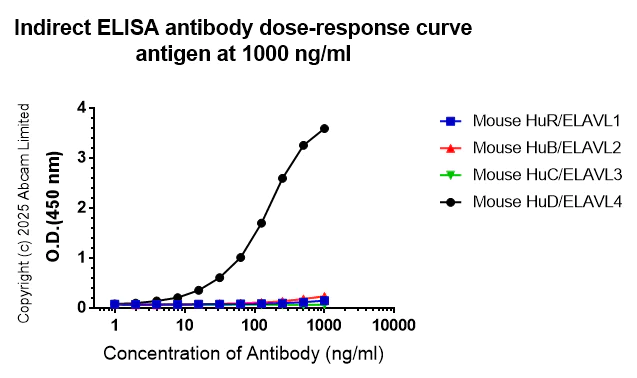 Indirect ELISA - Anti-HuD antibody [EPR29580-516] (AB324613)
