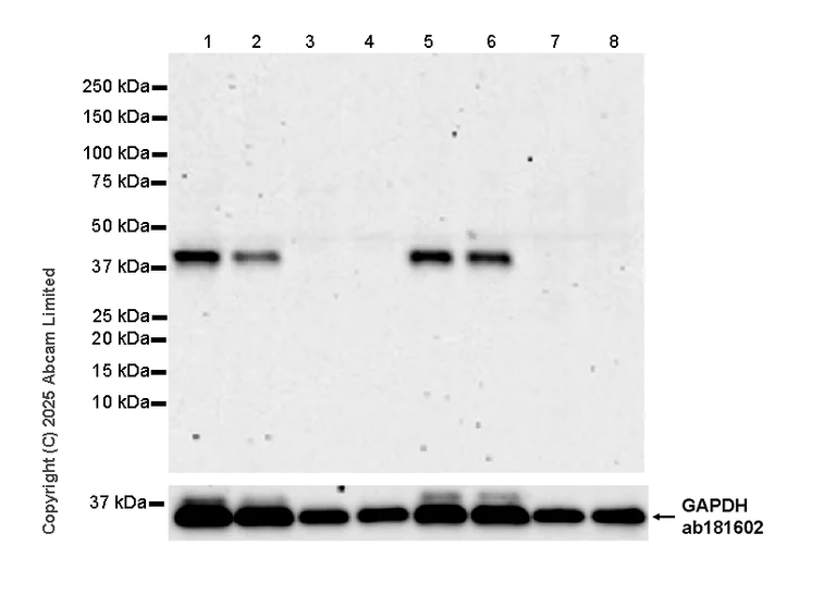 Western blot - Anti-HuD antibody [EPR29580-516] (AB324613)