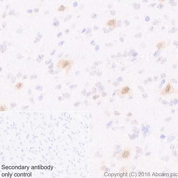 Immunohistochemistry (Formalin/PFA-fixed paraffin-embedded sections) - Anti-HuD + HuC antibody [EPR19098] (AB184267)