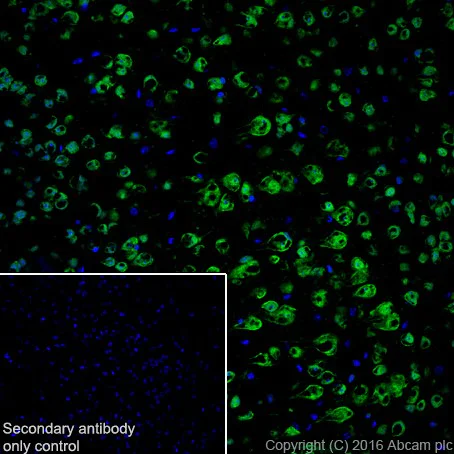 Immunohistochemistry (Frozen sections) - Anti-HuD + HuC antibody [EPR19098] (AB184267)