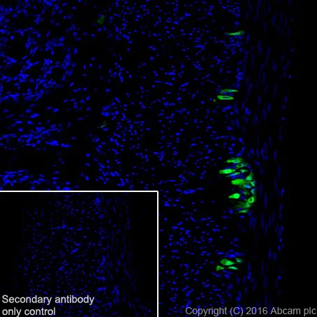 Immunohistochemistry (Frozen sections) - Anti-HuD + HuC antibody [EPR19098] (AB184267)