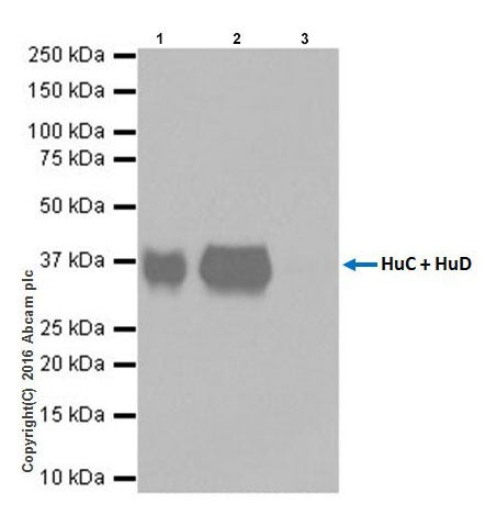 Anti-HuD + HuC antibody [EPR19098]