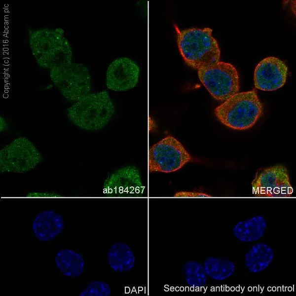 Immunocytochemistry/ Immunofluorescence - Anti-HuD + HuC antibody [EPR19098] - BSA and Azide free (AB232416)