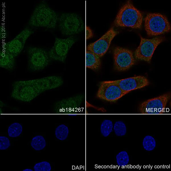 Immunocytochemistry/ Immunofluorescence - Anti-HuD + HuC antibody [EPR19098] - BSA and Azide free (AB232416)